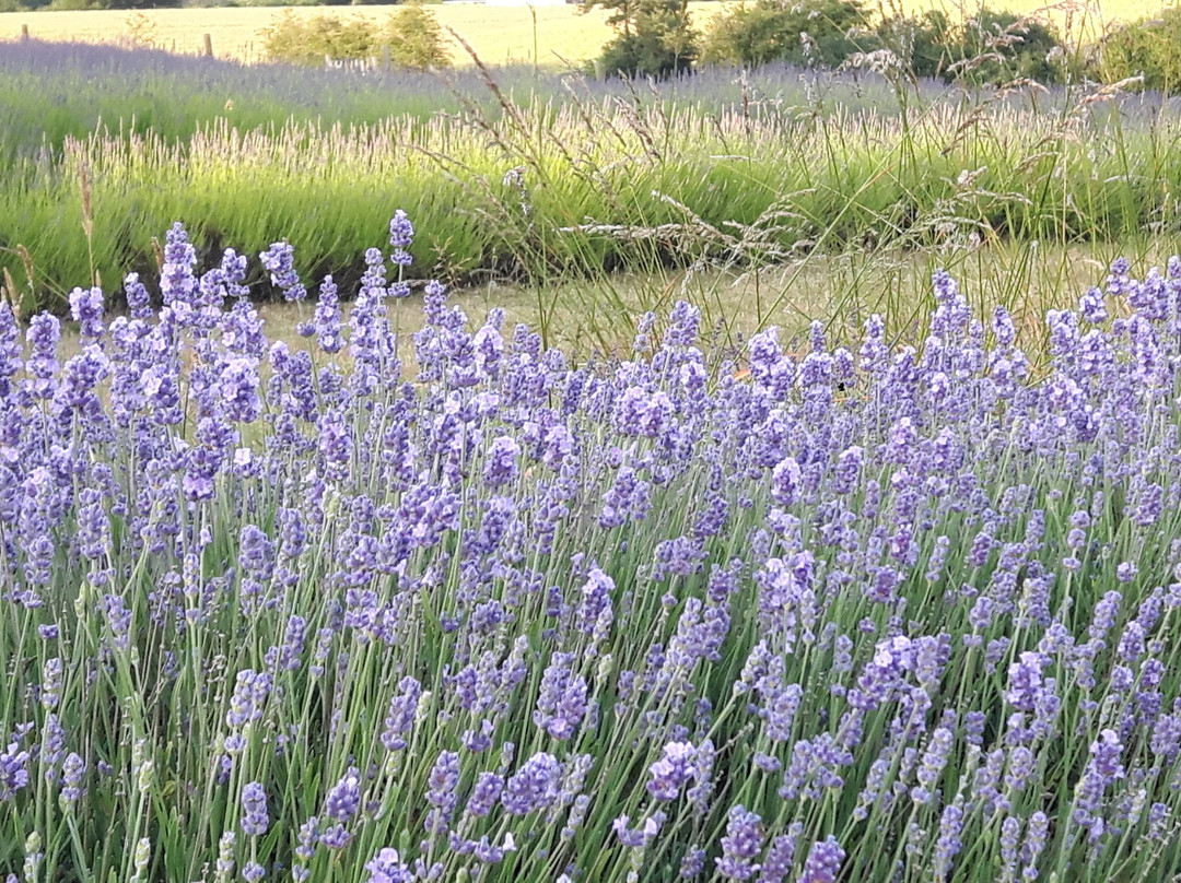 Shropshire Lavender景点图片