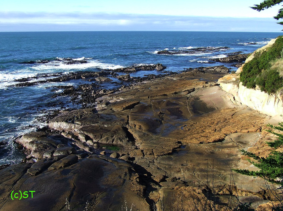 Shag Point Nature Reserve景点图片