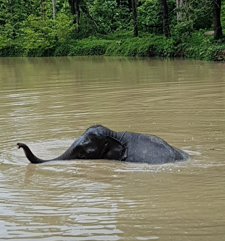 Sappraiwan Elephants Sanctuary景点图片