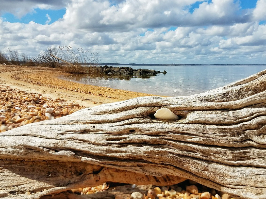 Hog Island Wildlife Management Area-Surry必去景点