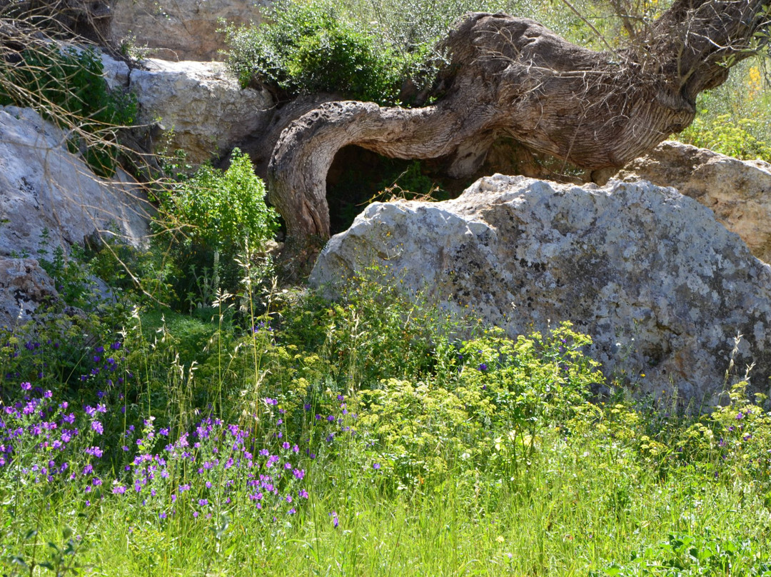 Necropolis del Puig des Molins景点图片