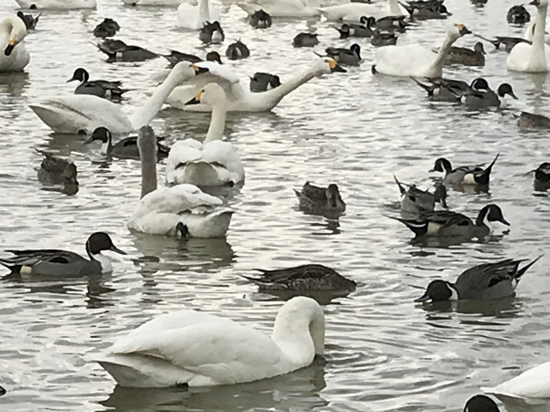 Hakuchonosato-印西市必去景点