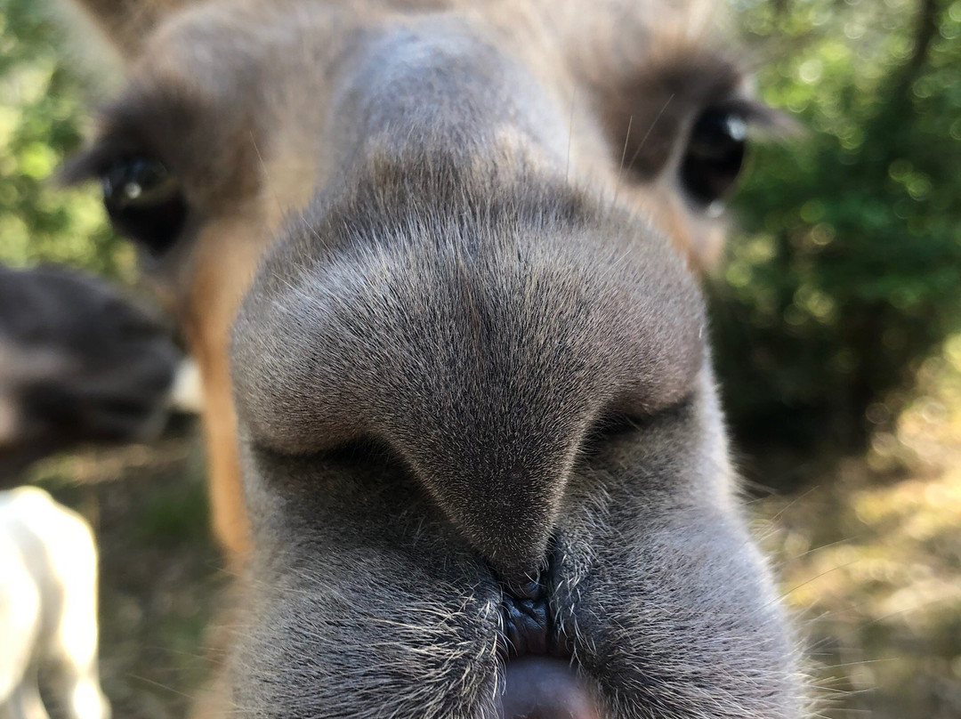 Llama Farma-Elizabeth Town必去景点