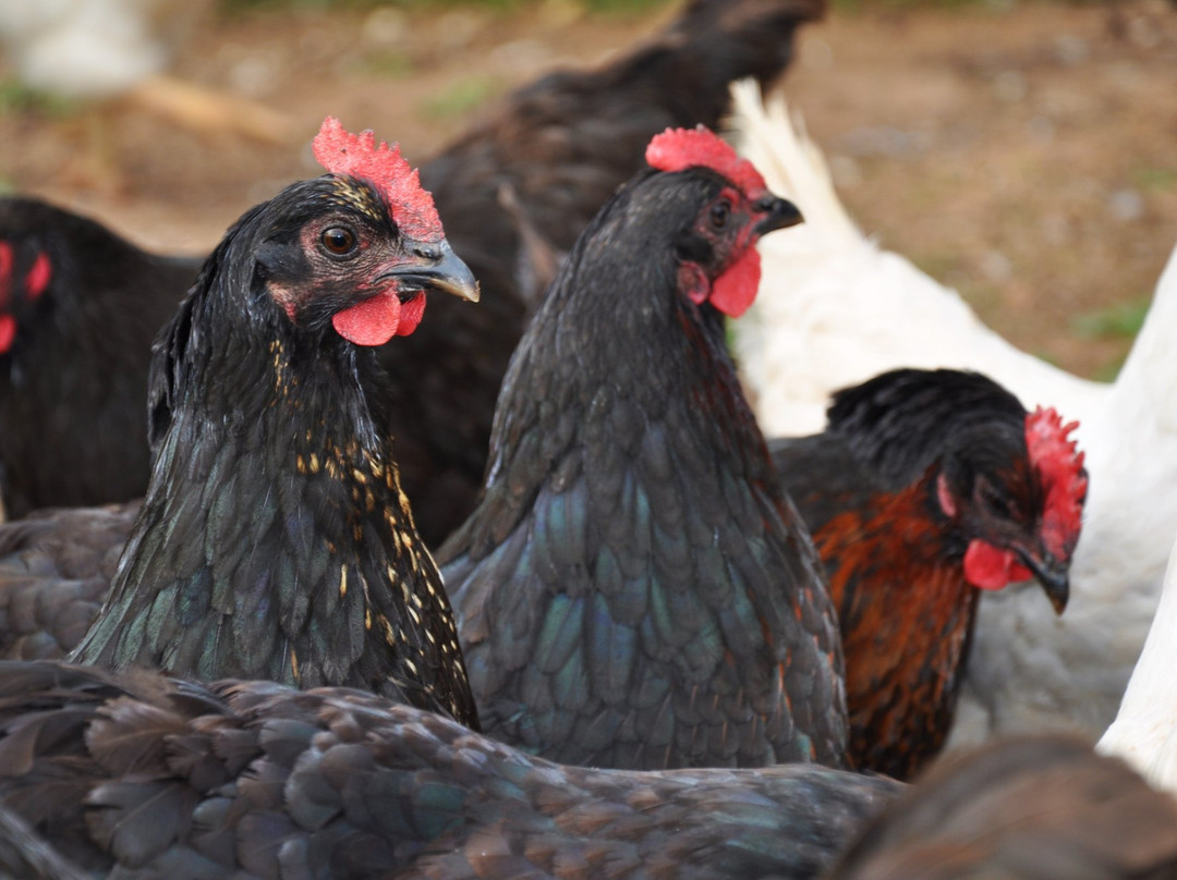 Hope River Farm-斯坦利桥必去景点