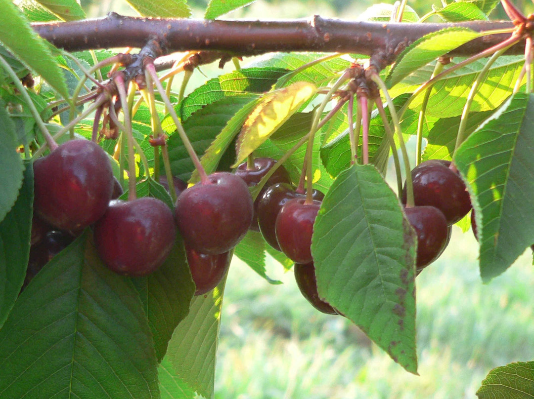 Tree-Mendus Fruit-Eau Claire必去景点