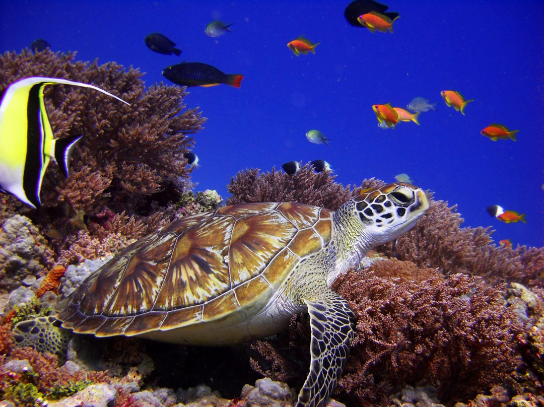 The Zanzibar Dive Centre, One Ocean-基万嘎必去景点