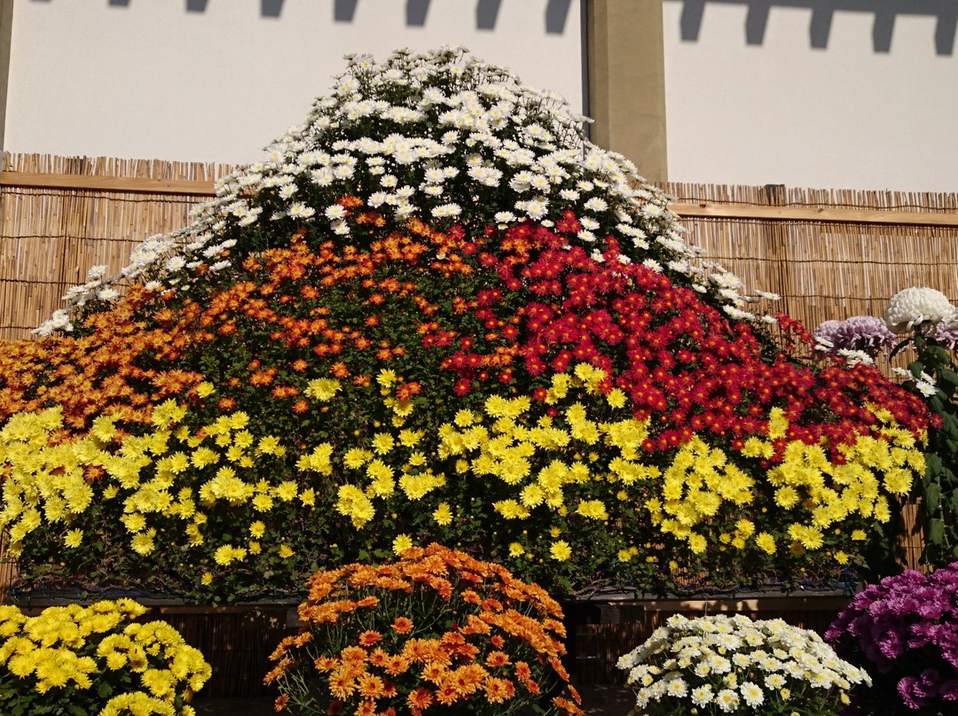 Kasama Chrysanthemum Festival-笠间市必去景点