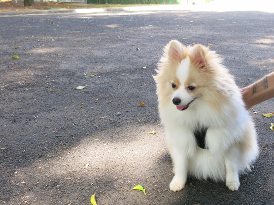 Pet Parque-Osasco必去景点