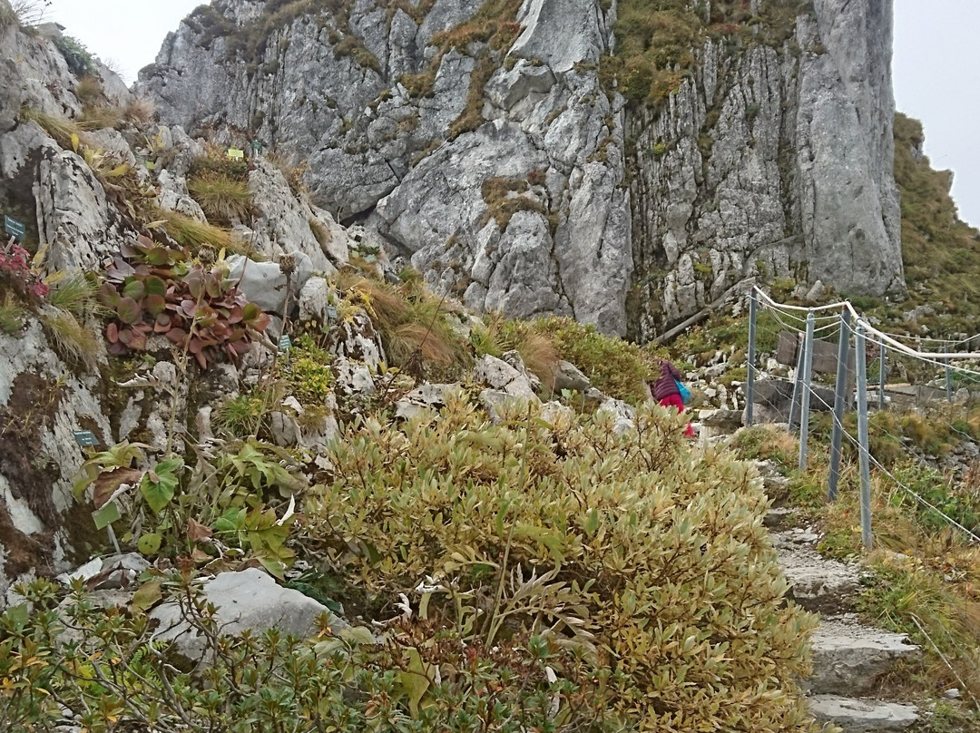 Alpine Garden La Rambertia-蒙特勒必去景点