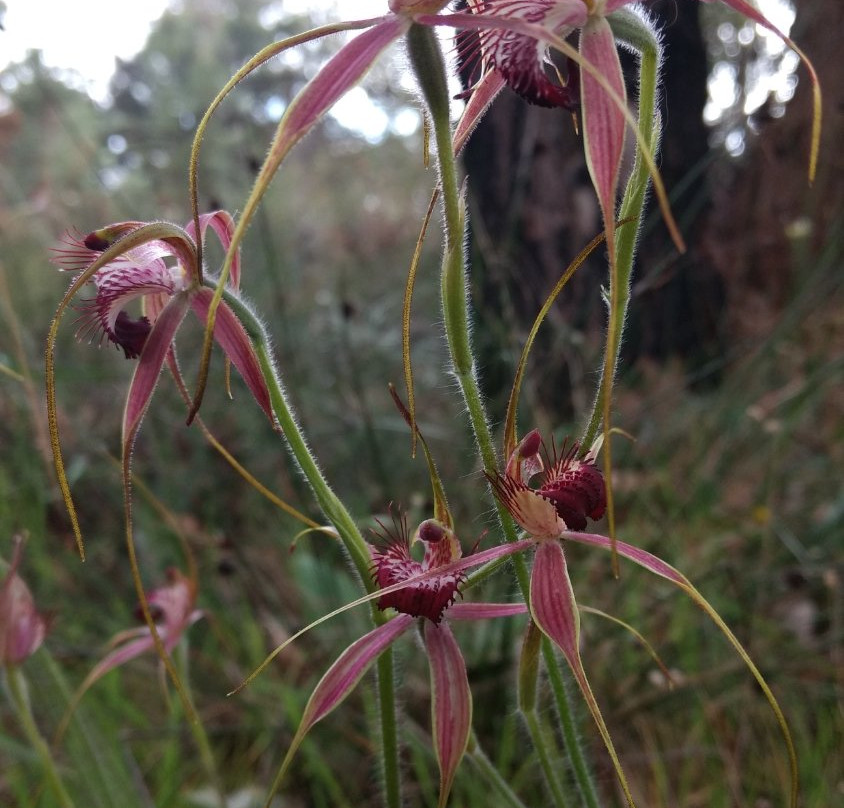 Wireless Hill Park-Ardross必去景点