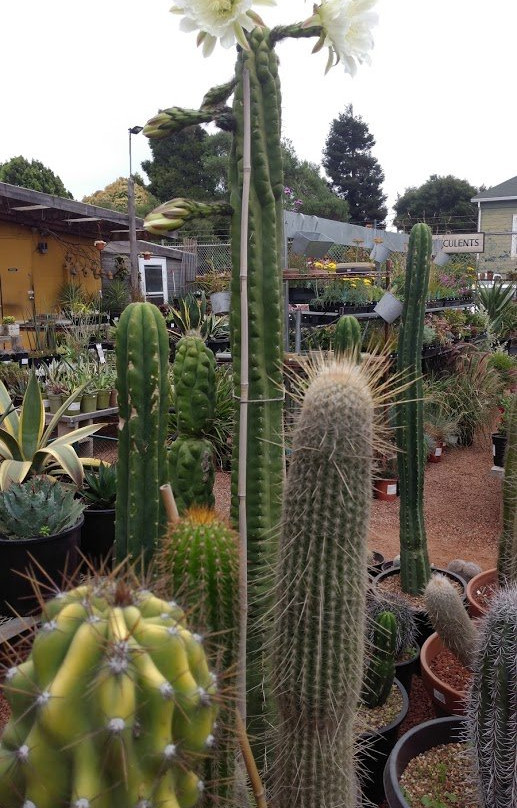 Cactus Jungle-伯克利必去景点