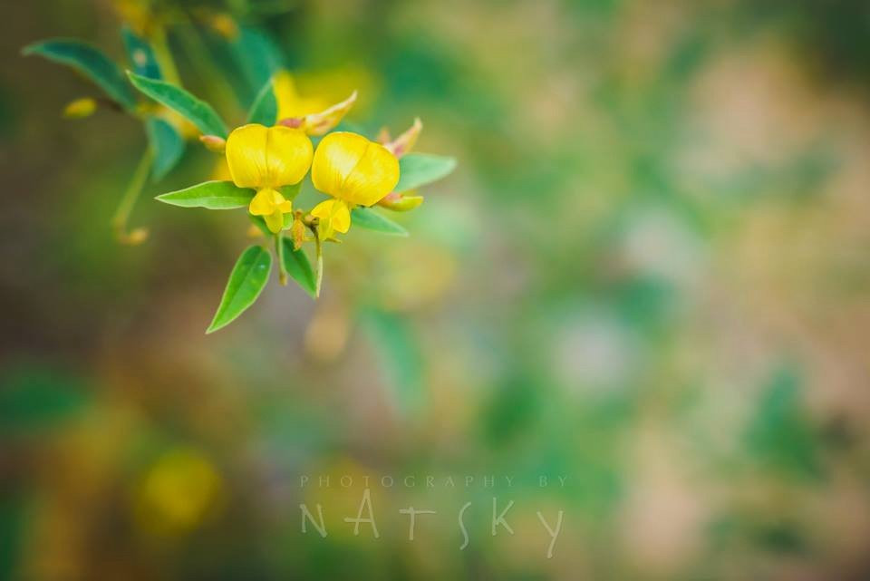 Territory Experiences One Day Tours-达尔文市必去景点