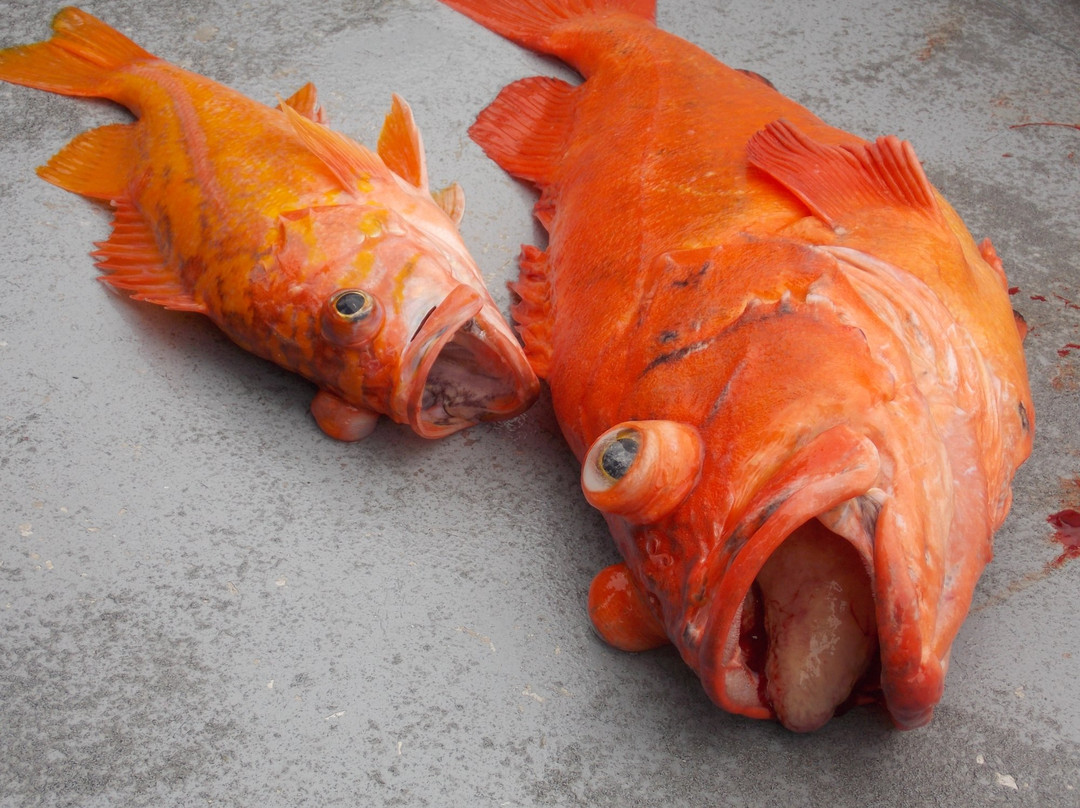 Avid Sportfishing-Sandspit必去景点