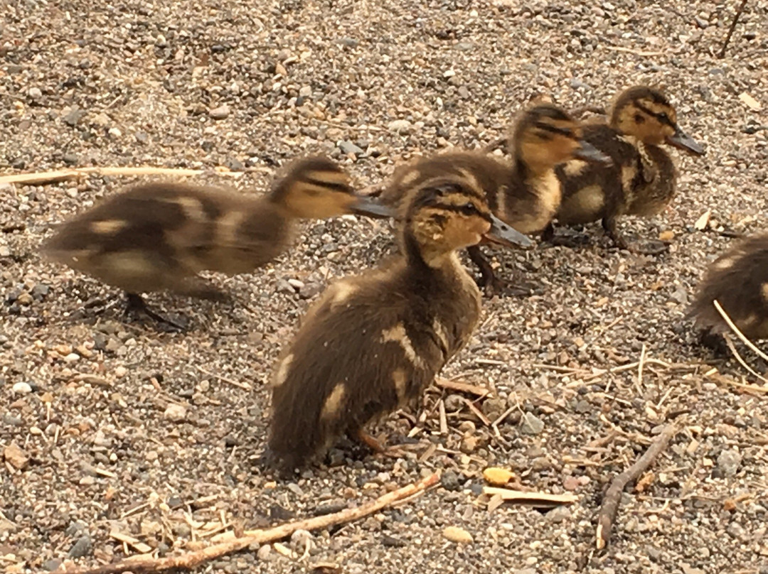 Skylandia Park-塔霍城必去景点