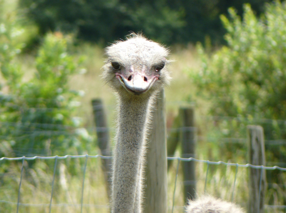 Doneu Ostrich Farm景点图片