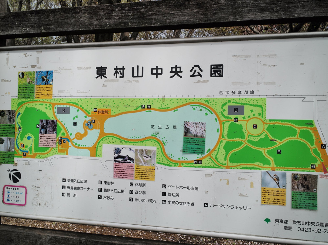 Higashimurayama Central Park-东村山市必去景点