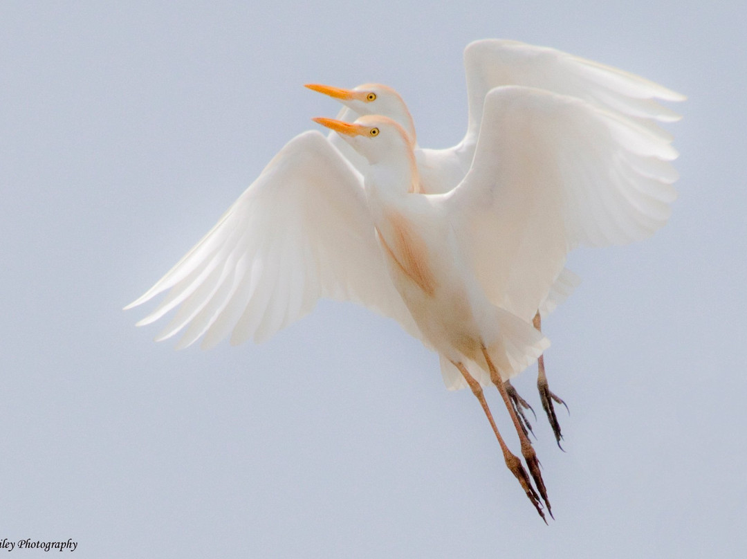 Square Gallery-Goliad必去景点