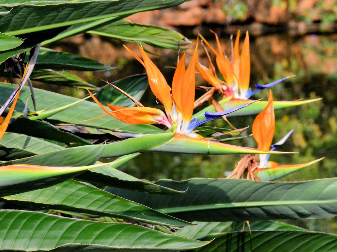 Jan Celliers Park-比勒陀利亚必去景点