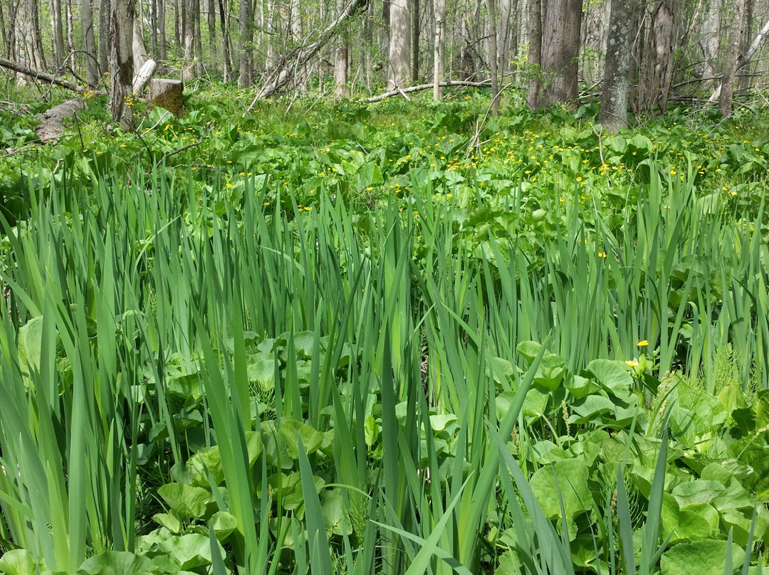Cedar Bog State Nature Preserve-Urbana必去景点