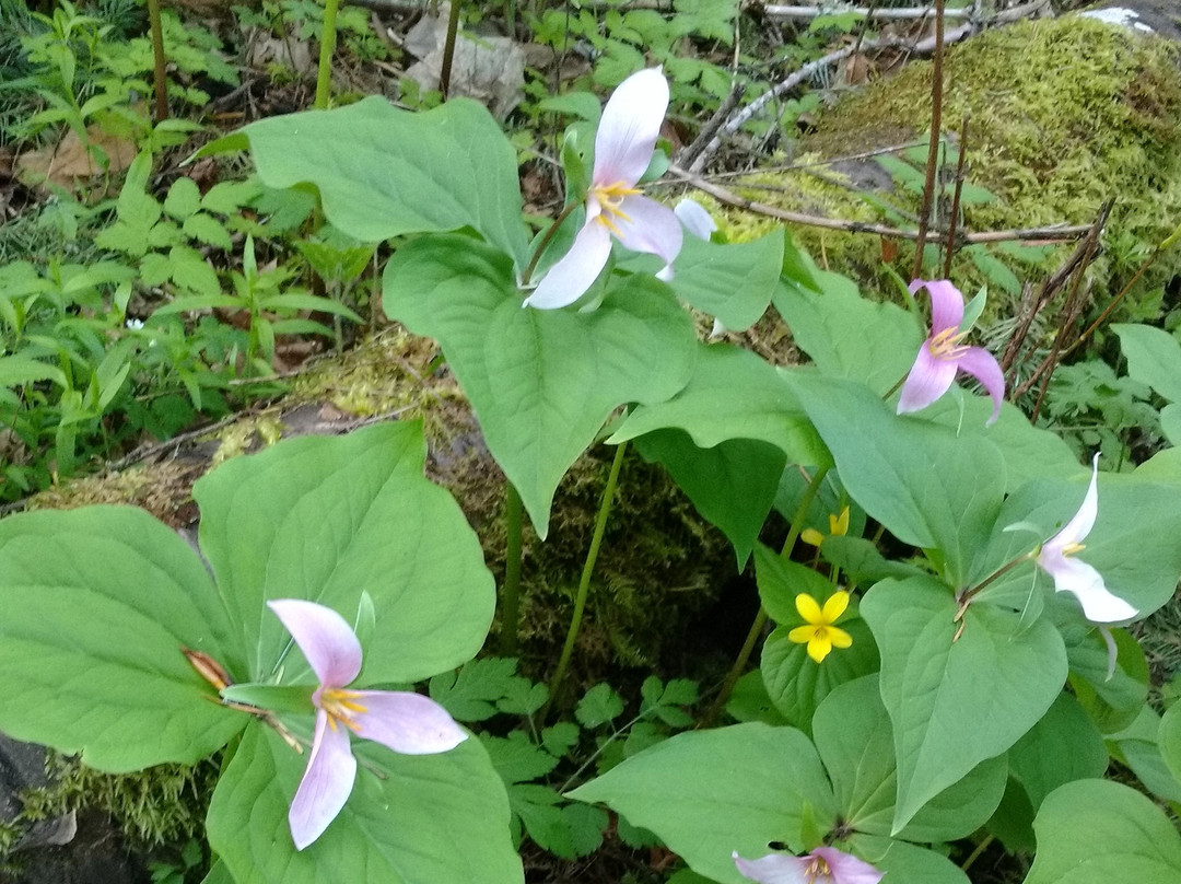Jenkins Estate-比弗顿必去景点
