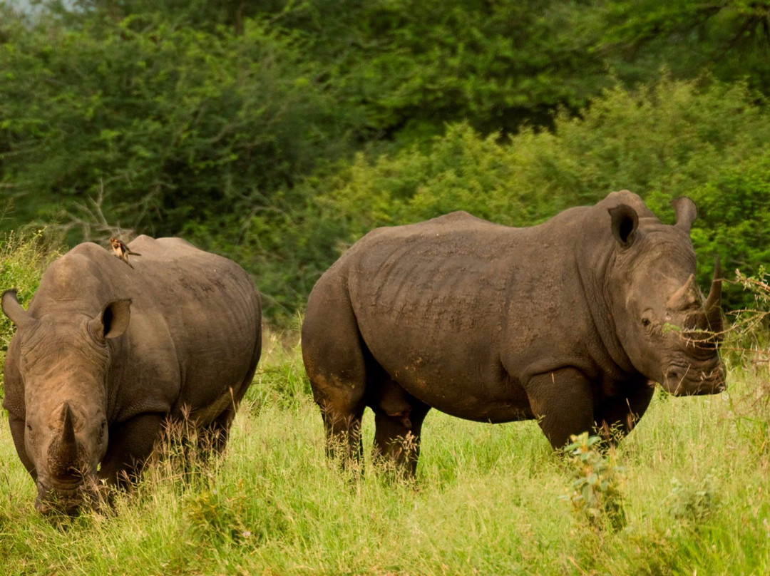 Little 5 Safaris-霍德斯普鲁特必去景点