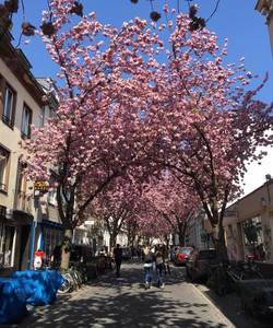 Cherry Blossom景点门票图片