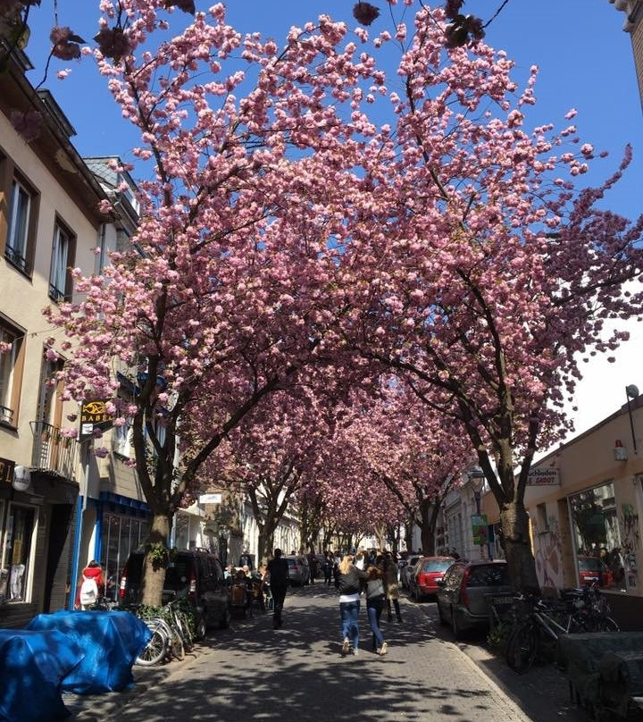 Cherry Blossom景点图片