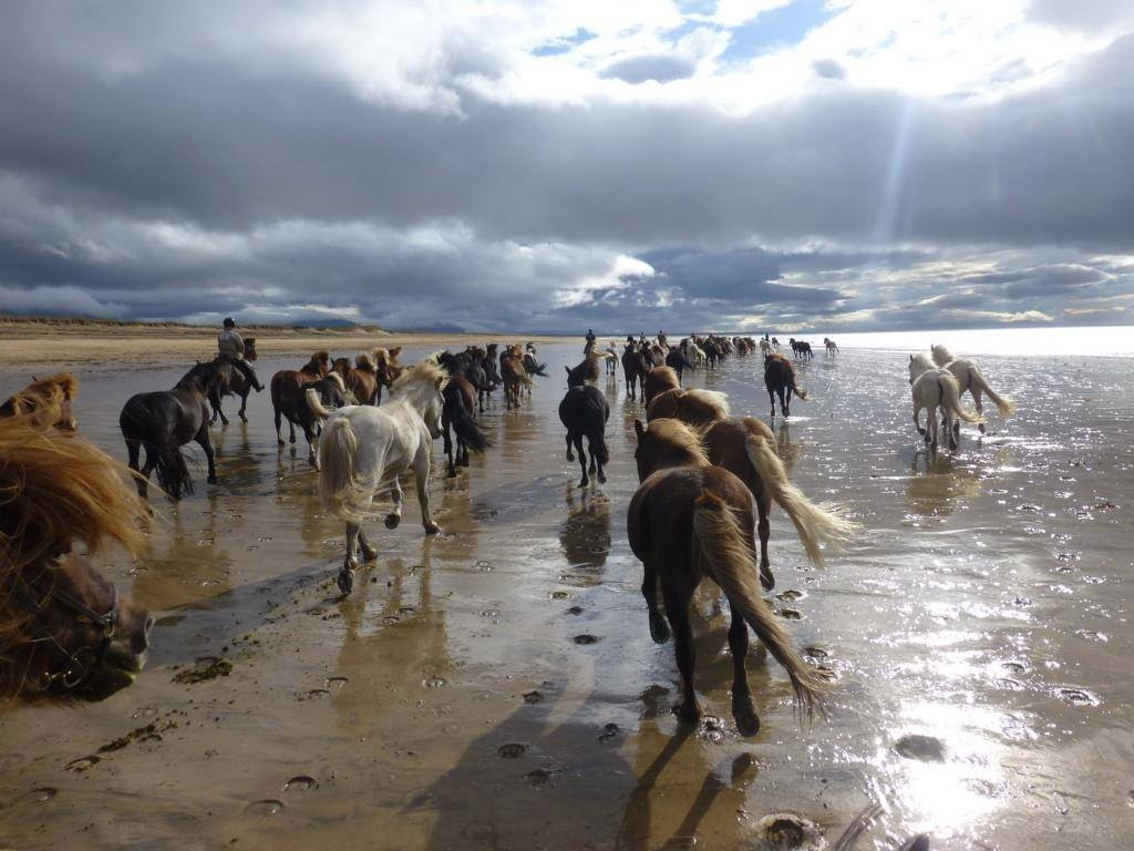 Tophorses-莫斯费德斯拜尔必去景点
