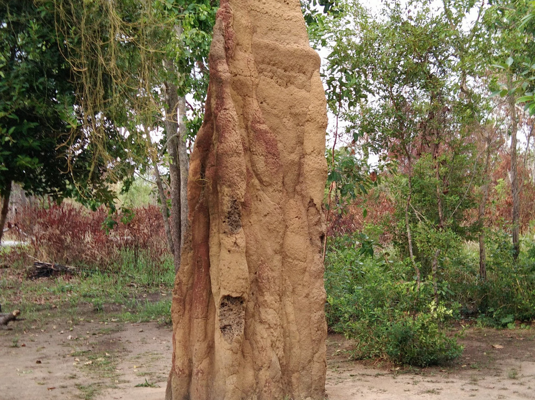 Giant Ant Nest-马老奇必去景点