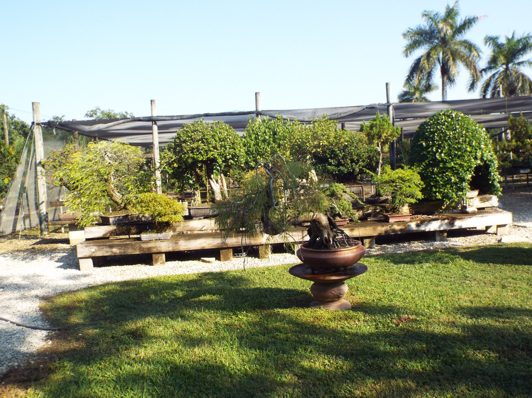 Miami Tropical Bonsai-迈阿密必去景点