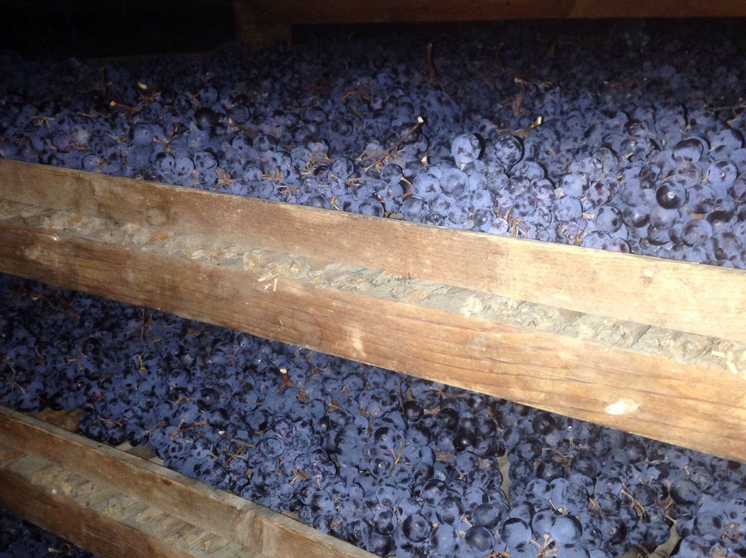 San Rustico Winery景点图片