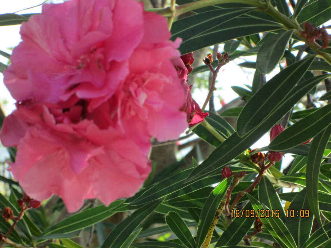 Island of Flowers-Tivat Municipality必去景点