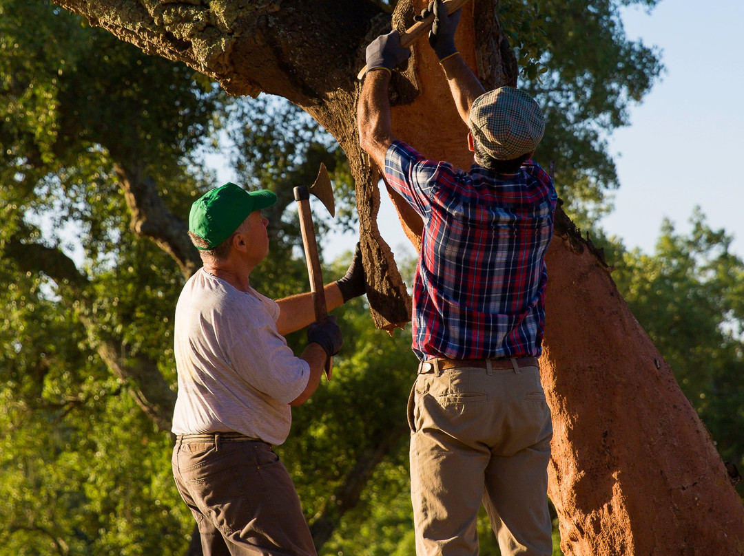 Corktrekking-Redondo必去景点