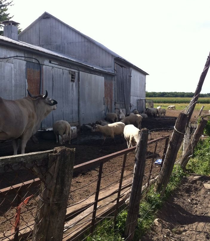 Ferme du Bassin景点图片