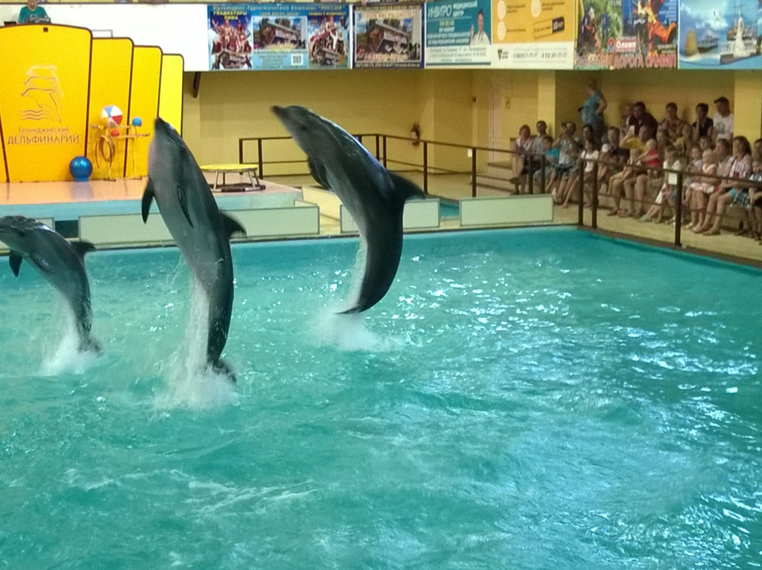 Gelendzhik Dolphinarium景点图片