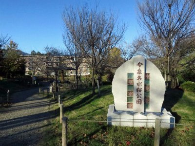 Imaizumi Meisui Sakura Park-秦野市必去景点