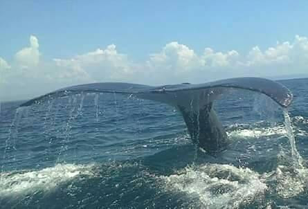 Dominicalito Fishing Tours景点图片
