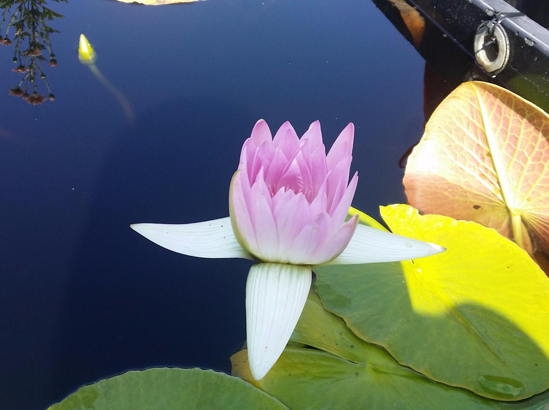 Hantaek Botanical Garden-龙仁市必去景点