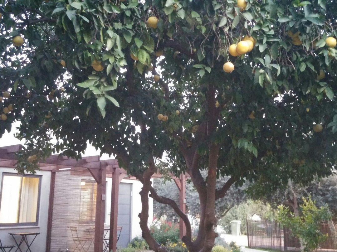 Kurlander Farm-Beit Hillel必去景点