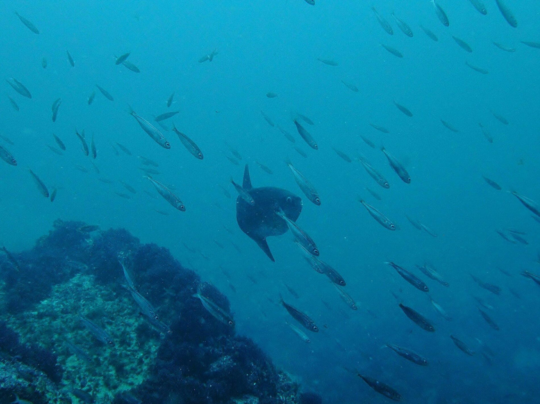 Yellow Submarine-塔里法必去景点