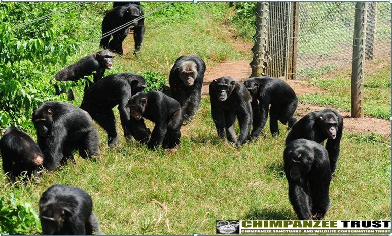 Ngamba Island Chimpanzee Sanctuary景点图片