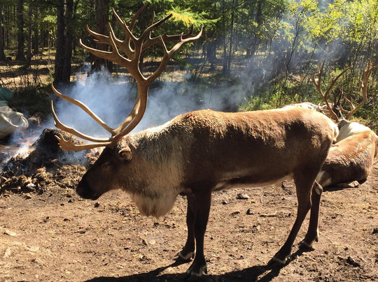 根河敖鲁古雅使鹿部落-根河市必去景点