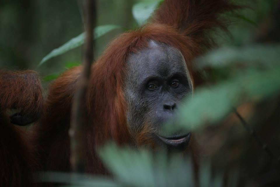 Bukit Lawang Jungle Trekking-武吉拉旺必去景点