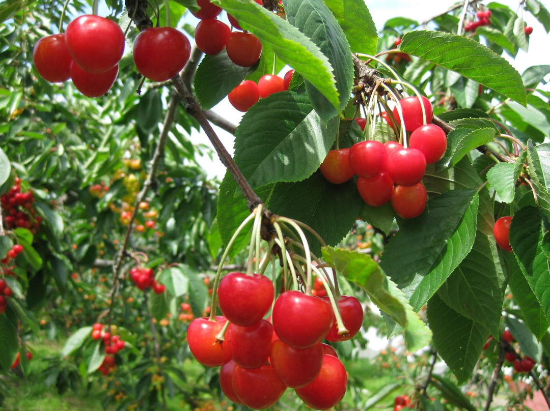 Sakuranboyama Kanko Firm-仁木町必去景点