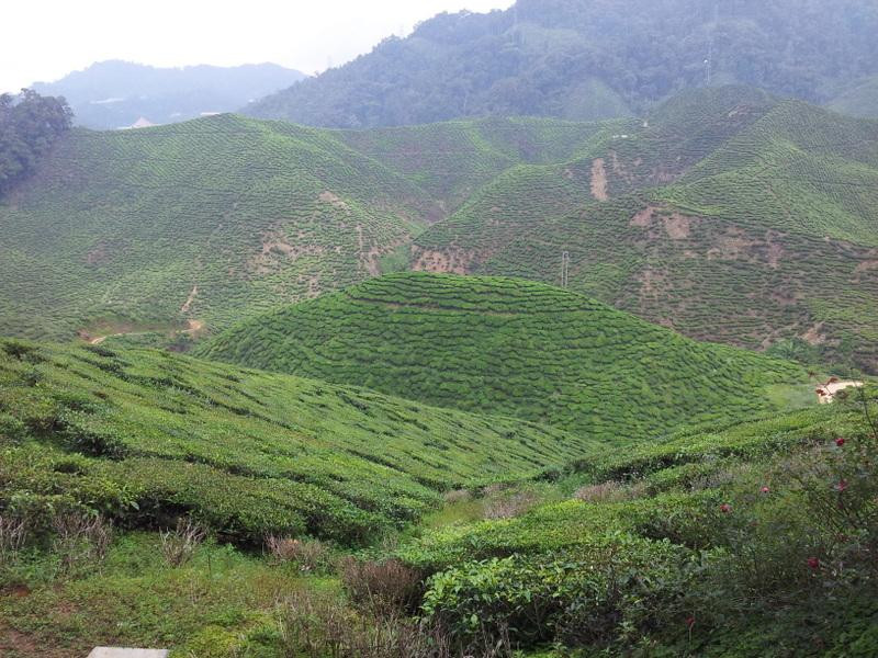 Cameron Bharat Tea Estate-丹那拉塔必去景点