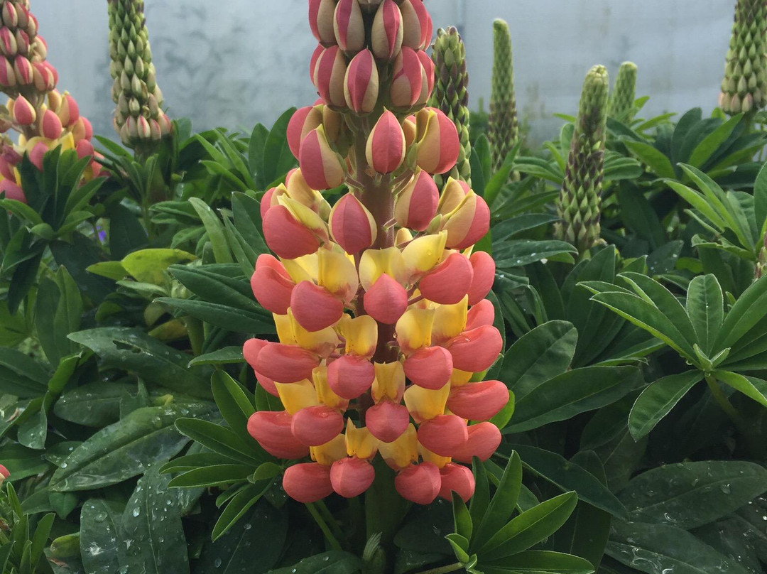 Marbury Hall Nurseries-Northwich必去景点