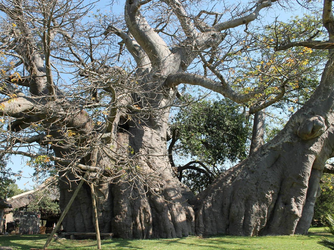 Modjadji Nature Reserve