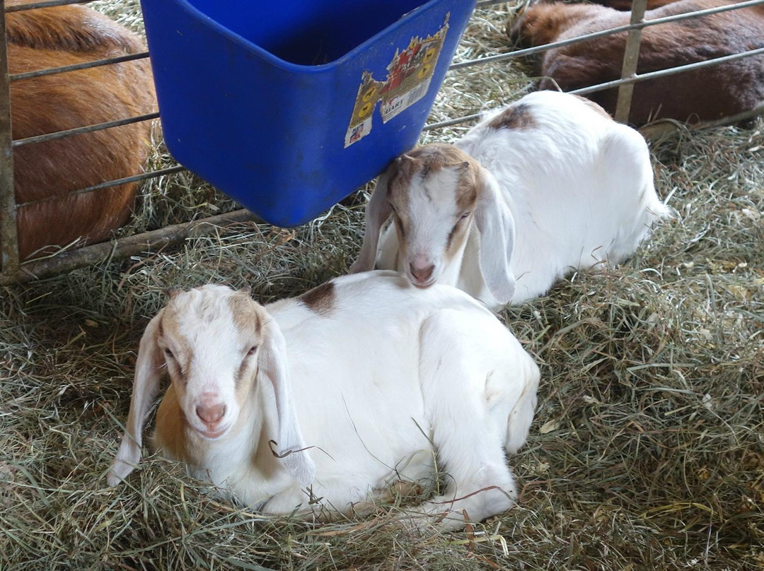 Mass Audubon Drumlin Farm Wildlife Sanctuary-Lincoln必去景点