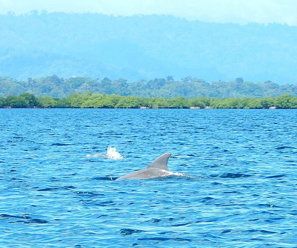 Dolphin Bay Preserve景点图片