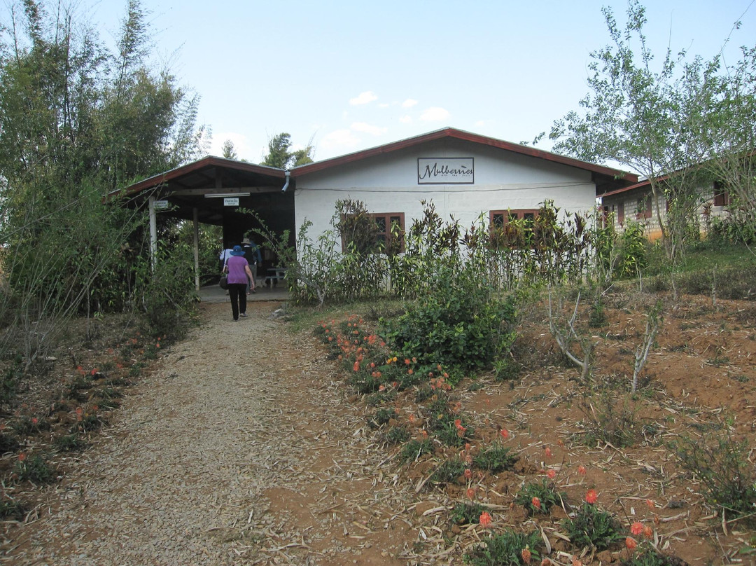 Mulberries Centre-万象必去景点